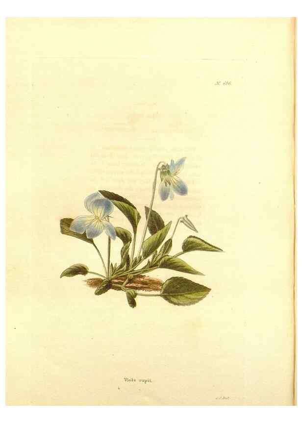 Reproducción/Reproduction 48754333082: The botanical cabinet. London :John & Arthur Arch ...,1817-1833.. 