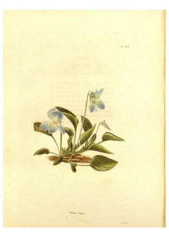 Reproducción/Reproduction 48754333082: The botanical cabinet. London :John & Arthur Arch ...,1817-1833.. 