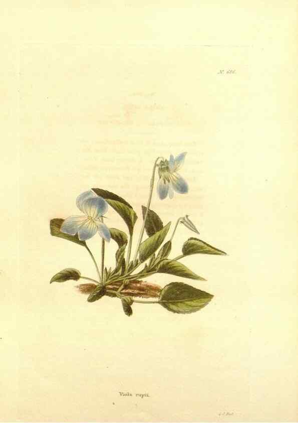 Reproducción/Reproduction 48754333082: The botanical cabinet. London :John & Arthur Arch ...,1817-1833.. 