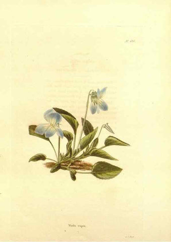Reproducción/Reproduction 48754333082: The botanical cabinet. London :John & Arthur Arch ...,1817-1833.. 