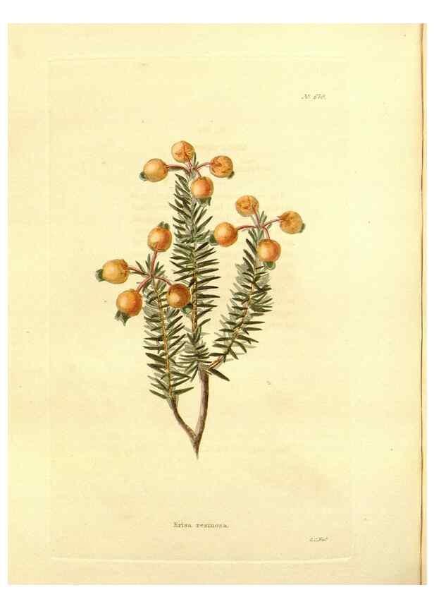 Reproducción/Reproduction 48754139606: The botanical cabinet. London :John & Arthur Arch ...,1817-1833.. 
