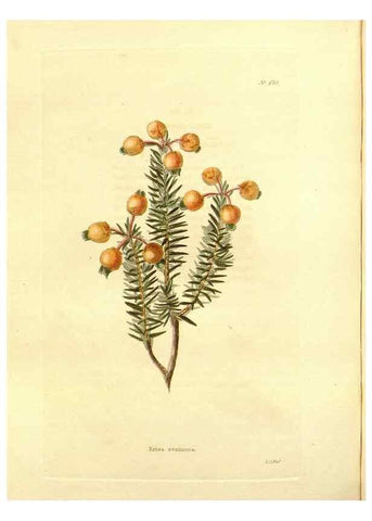 Reproducción/Reproduction 48754139606: The botanical cabinet. London :John & Arthur Arch ...,1817-1833.. 