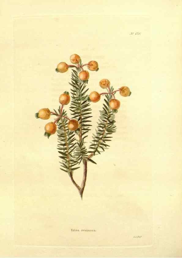 Reproducción/Reproduction 48754139606: The botanical cabinet. London :John & Arthur Arch ...,1817-1833.. 