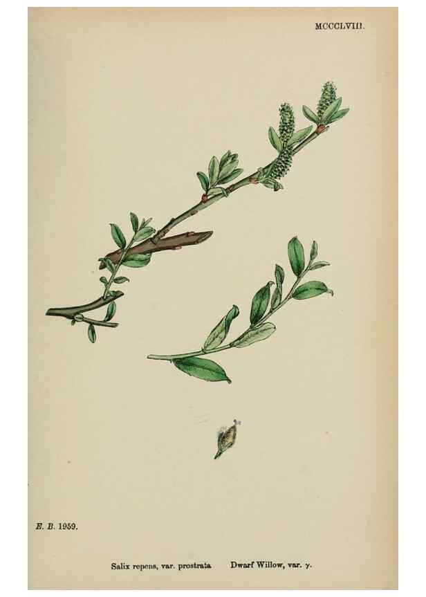 Reproducción/Reproduction 48754154727: English botany, or, Coloured figures of British plants /. London :R. Hardwicke,1863-1886.. 
