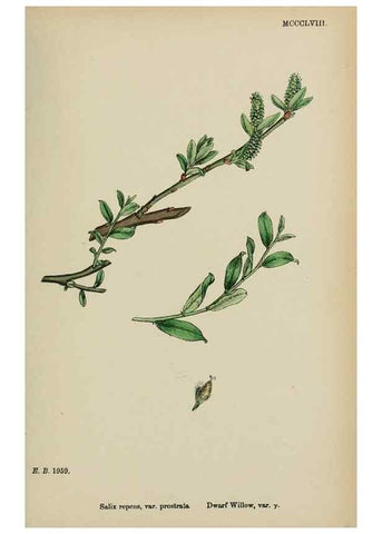 Reproducción/Reproduction 48754154727: English botany, or, Coloured figures of British plants /. London :R. Hardwicke,1863-1886.. 