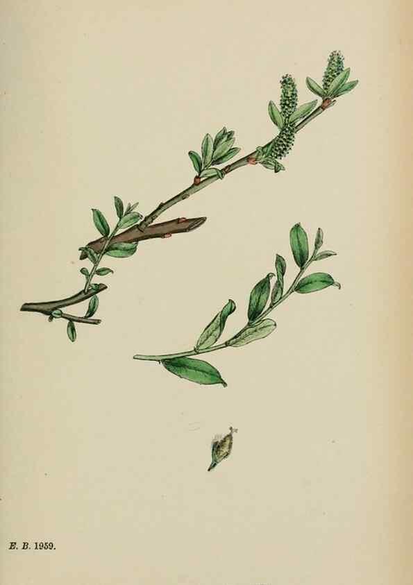 Reproducción/Reproduction 48754154727: English botany, or, Coloured figures of British plants /. London :R. Hardwicke,1863-1886.. 