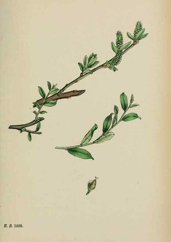 Reproducción/Reproduction 48754154727: English botany, or, Coloured figures of British plants /. London :R. Hardwicke,1863-1886.. 