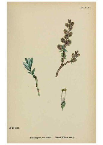 Reproducción/Reproduction 48753639873: English botany, or, Coloured figures of British plants /. London :R. Hardwicke,1863-1886.. 