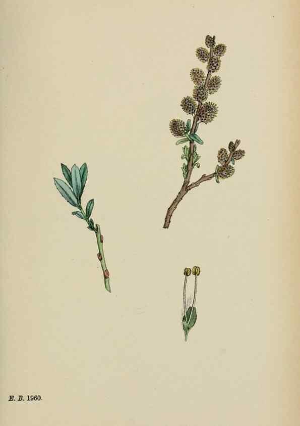 Reproducción/Reproduction 48753639873: English botany, or, Coloured figures of British plants /. London :R. Hardwicke,1863-1886.. 