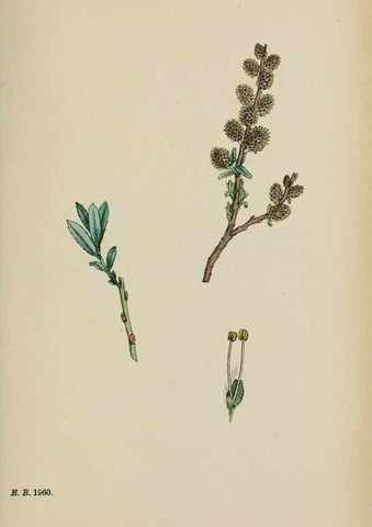 Reproducción/Reproduction 48753639873: English botany, or, Coloured figures of British plants /. London :R. Hardwicke,1863-1886.. 