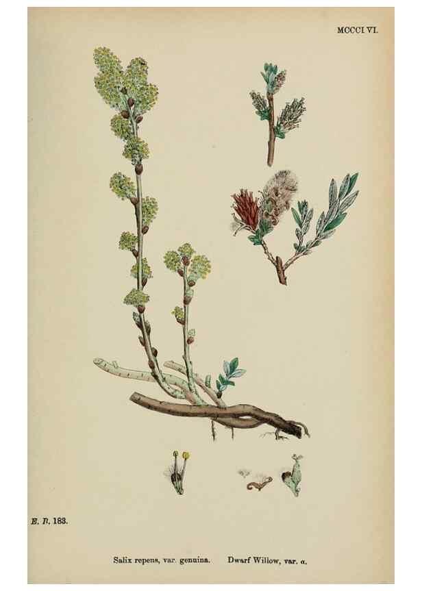 Reproducción/Reproduction 48753639608: English botany, or, Coloured figures of British plants /. London :R. Hardwicke,1863-1886.. 