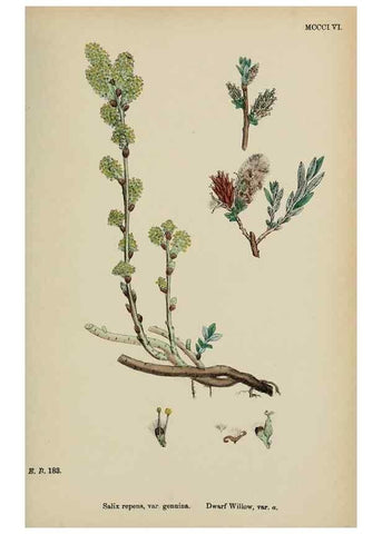 Reproducción/Reproduction 48753639608: English botany, or, Coloured figures of British plants /. London :R. Hardwicke,1863-1886.. 
