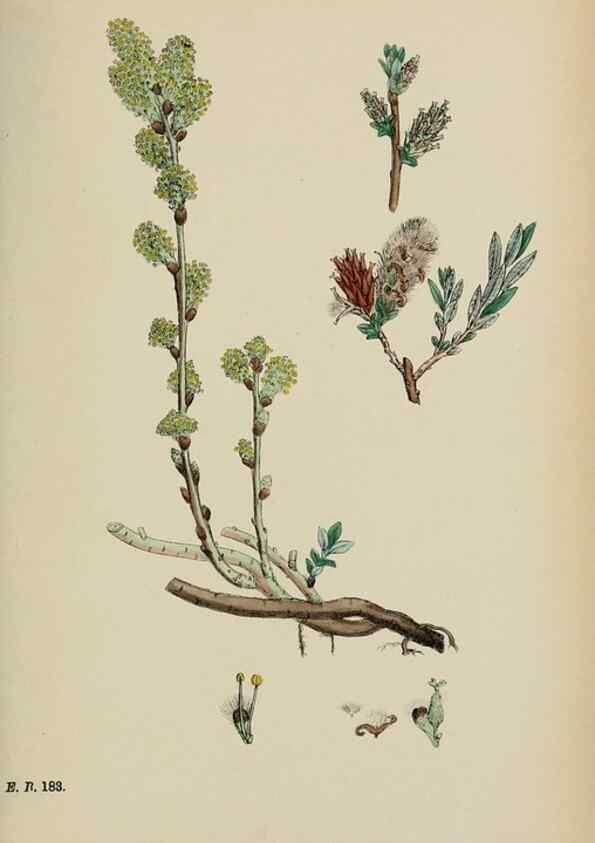 Reproducción/Reproduction 48753639608: English botany, or, Coloured figures of British plants /. London :R. Hardwicke,1863-1886.. 