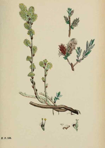 Reproducción/Reproduction 48753639608: English botany, or, Coloured figures of British plants /. London :R. Hardwicke,1863-1886.. 