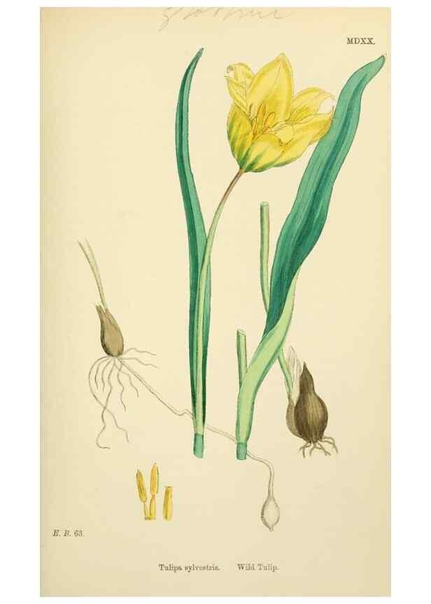 Reproducción/Reproduction 48754065682: English botany, or, Coloured figures of British plants /. London :R. Hardwicke,1863-1886.. 