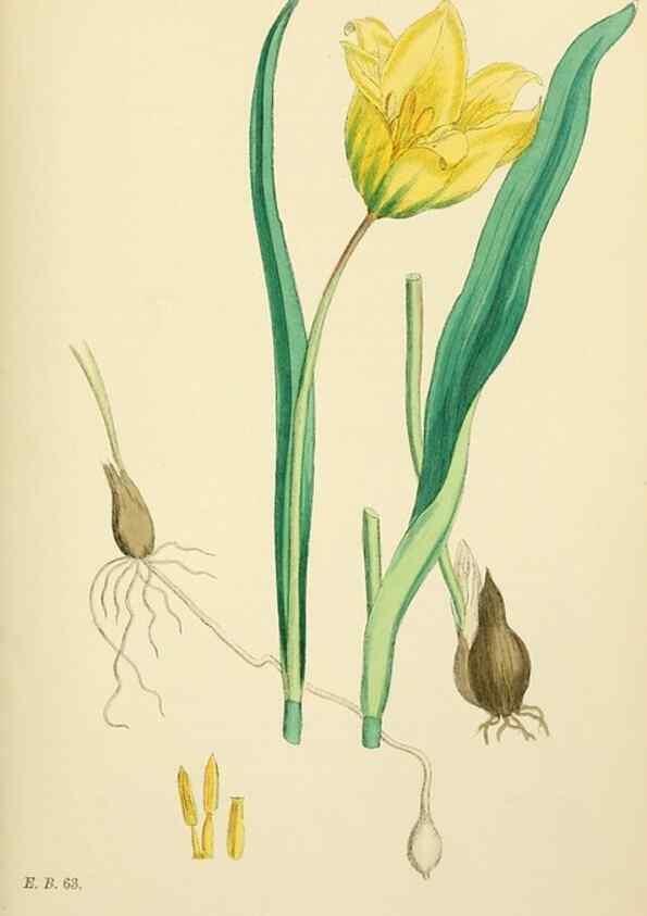Reproducción/Reproduction 48754065682: English botany, or, Coloured figures of British plants /. London :R. Hardwicke,1863-1886.. 