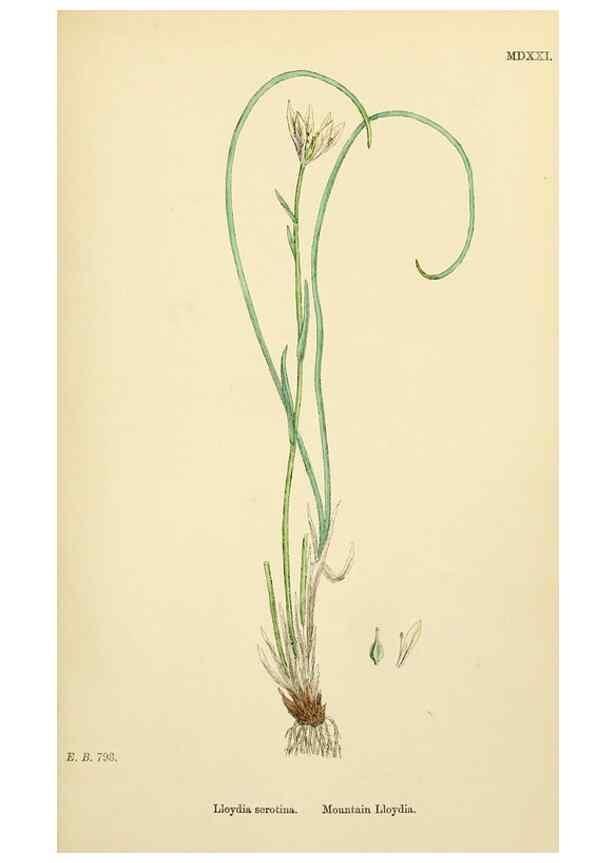 Reproducción/Reproduction 48754065882: English botany, or, Coloured figures of British plants /. London :R. Hardwicke,1863-1886.. 