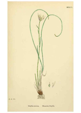 Reproducción/Reproduction 48754065882: English botany, or, Coloured figures of British plants /. London :R. Hardwicke,1863-1886.. 