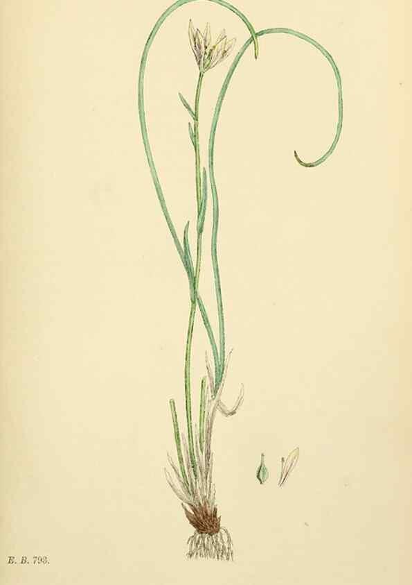 Reproducción/Reproduction 48754065882: English botany, or, Coloured figures of British plants /. London :R. Hardwicke,1863-1886.. 