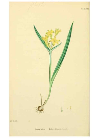 Reproducción/Reproduction 48753875776: English botany, or, Coloured figures of British plants /. London :R. Hardwicke,1863-1886.. 