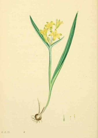 Reproducción/Reproduction 48753875776: English botany, or, Coloured figures of British plants /. London :R. Hardwicke,1863-1886.. 