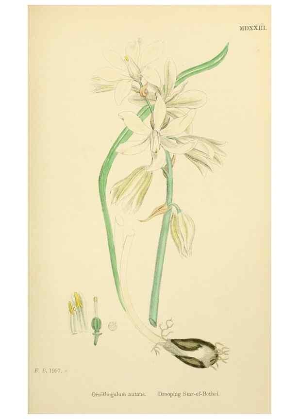 Reproducción/Reproduction 48753551358: English botany, or, Coloured figures of British plants /. London :R. Hardwicke,1863-1886.. 