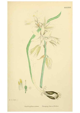 Reproducción/Reproduction 48753551358: English botany, or, Coloured figures of British plants /. London :R. Hardwicke,1863-1886.. 