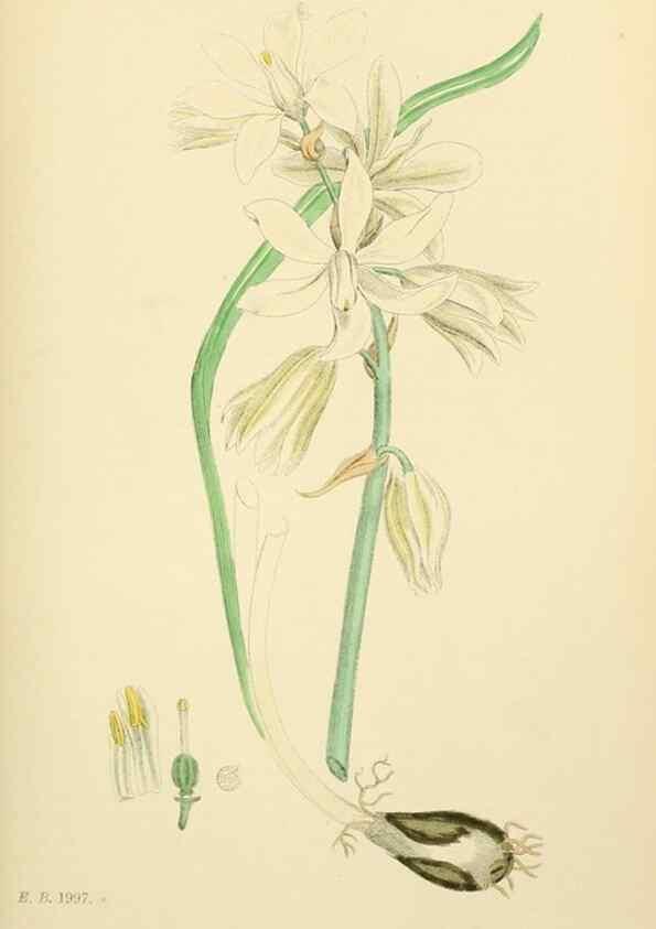 Reproducción/Reproduction 48753551358: English botany, or, Coloured figures of British plants /. London :R. Hardwicke,1863-1886.. 