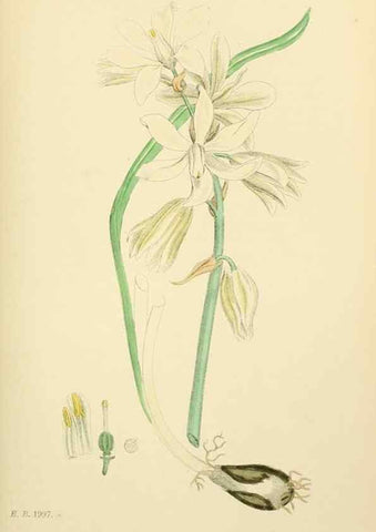 Reproducción/Reproduction 48753551358: English botany, or, Coloured figures of British plants /. London :R. Hardwicke,1863-1886.. 