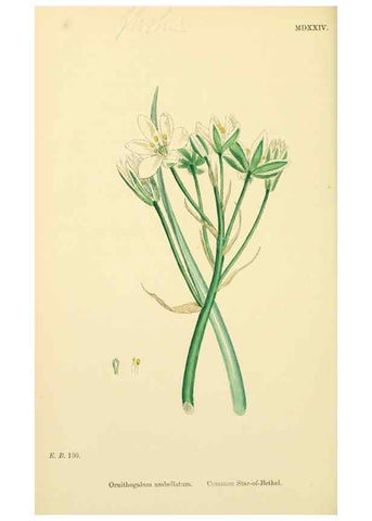 Reproducción/Reproduction 48753551623: English botany, or, Coloured figures of British plants /. London :R. Hardwicke,1863-1886.. 