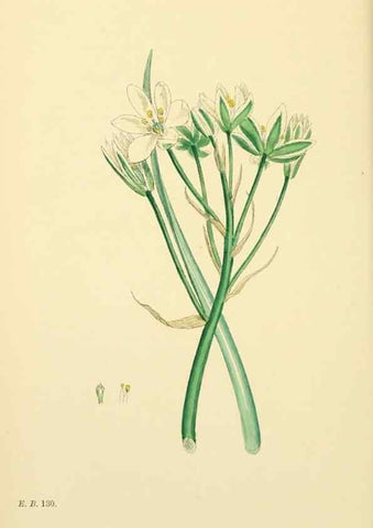 Reproducción/Reproduction 48753551623: English botany, or, Coloured figures of British plants /. London :R. Hardwicke,1863-1886.. 