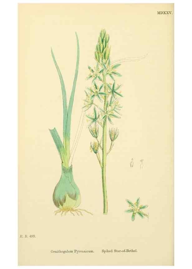 Reproducción/Reproduction 48753876231: English botany, or, Coloured figures of British plants /. London :R. Hardwicke,1863-1886.. 