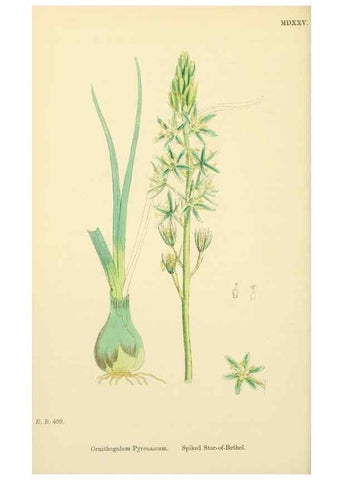 Reproducción/Reproduction 48753876231: English botany, or, Coloured figures of British plants /. London :R. Hardwicke,1863-1886.. 