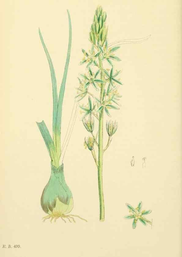 Reproducción/Reproduction 48753876231: English botany, or, Coloured figures of British plants /. London :R. Hardwicke,1863-1886.. 