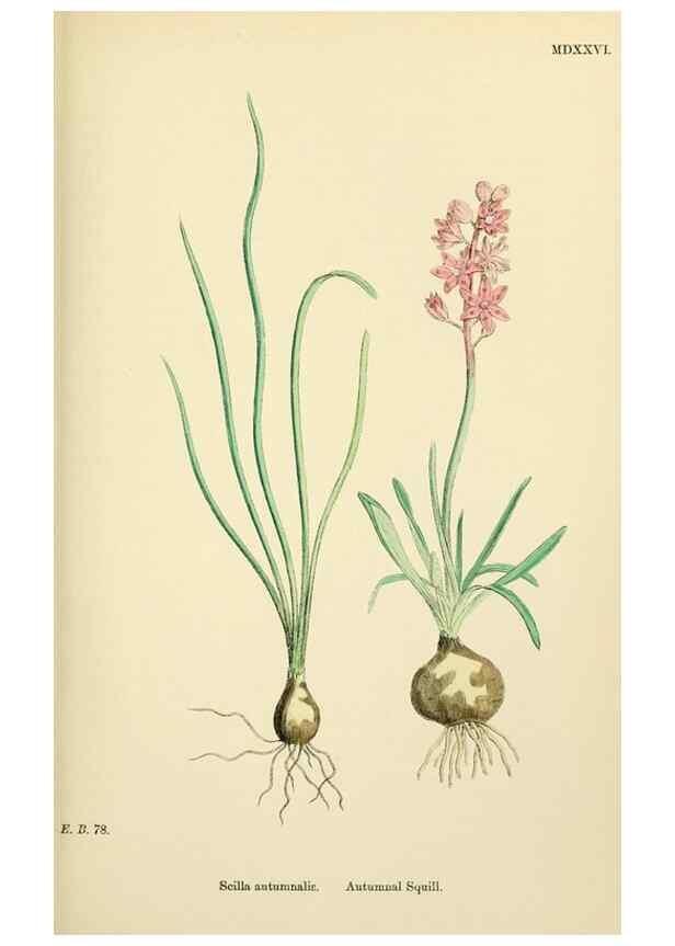 Reproducción/Reproduction 48754066967: English botany, or, Coloured figures of British plants /. London :R. Hardwicke,1863-1886.. 