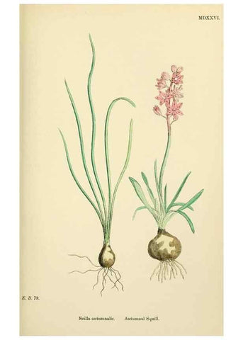 Reproducción/Reproduction 48754066967: English botany, or, Coloured figures of British plants /. London :R. Hardwicke,1863-1886.. 