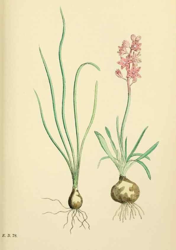 Reproducción/Reproduction 48754066967: English botany, or, Coloured figures of British plants /. London :R. Hardwicke,1863-1886.. 
