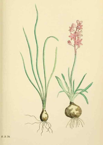 Reproducción/Reproduction 48754066967: English botany, or, Coloured figures of British plants /. London :R. Hardwicke,1863-1886.. 