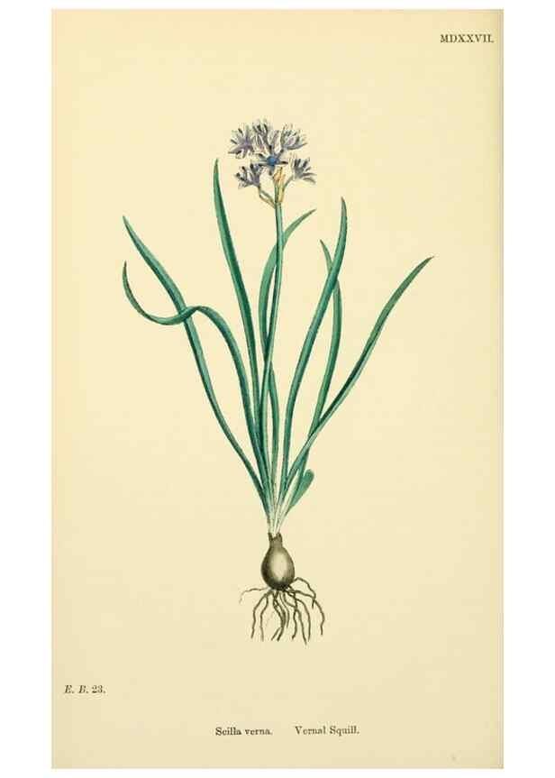 Reproducción/Reproduction 48754067227: English botany, or, Coloured figures of British plants /. London :R. Hardwicke,1863-1886.. 