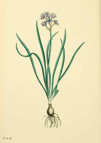 Reproducción/Reproduction 48754067227: English botany, or, Coloured figures of British plants /. London :R. Hardwicke,1863-1886.. 