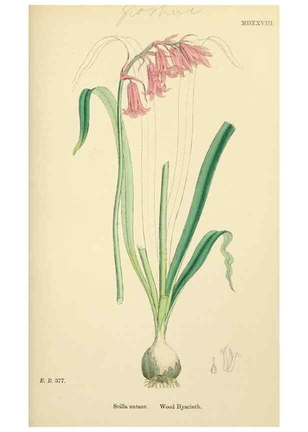 Reproducción/Reproduction 48753876966: English botany, or, Coloured figures of British plants /. London :R. Hardwicke,1863-1886.. 