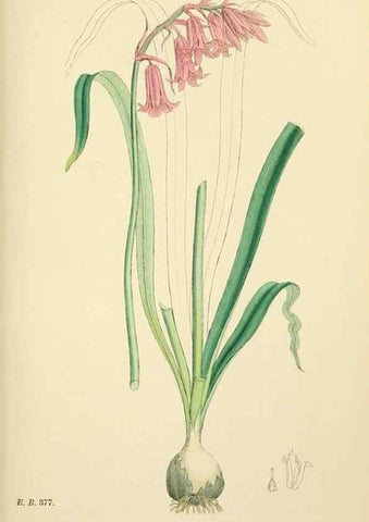 Reproducción/Reproduction 48753876966: English botany, or, Coloured figures of British plants /. London :R. Hardwicke,1863-1886.. 