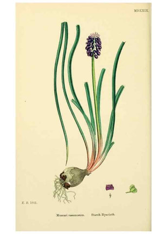 Reproducción/Reproduction 48753552793: English botany, or, Coloured figures of British plants /. London :R. Hardwicke,1863-1886.. 