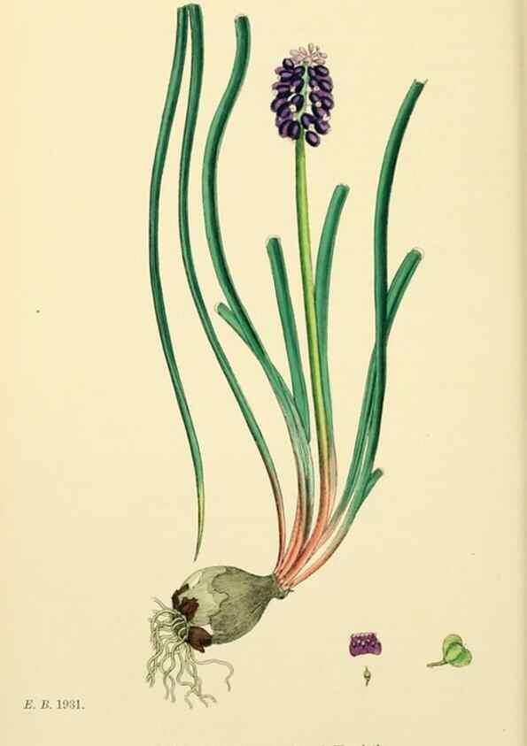 Reproducción/Reproduction 48753552793: English botany, or, Coloured figures of British plants /. London :R. Hardwicke,1863-1886.. 