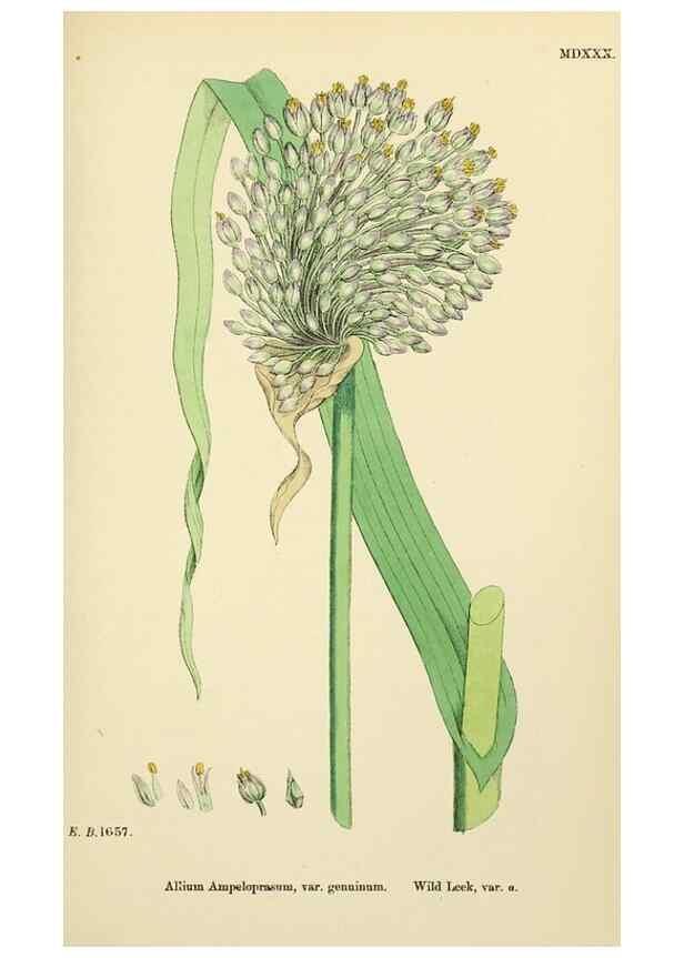 Reproducción/Reproduction 48753877401: English botany, or, Coloured figures of British plants /. London :R. Hardwicke,1863-1886.. 