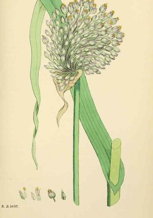 Reproducción/Reproduction 48753877401: English botany, or, Coloured figures of British plants /. London :R. Hardwicke,1863-1886.. 