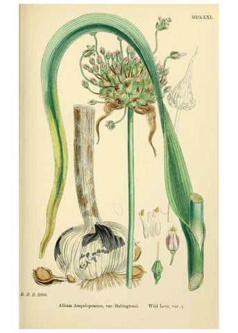 Reproducción/Reproduction 48754068137: English botany, or, Coloured figures of British plants /. London :R. Hardwicke,1863-1886.. 