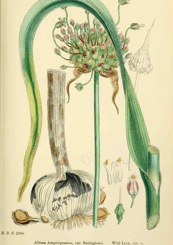 Reproducción/Reproduction 48754068137: English botany, or, Coloured figures of British plants /. London :R. Hardwicke,1863-1886.. 