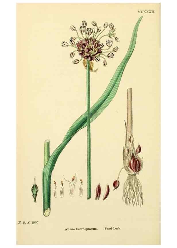 Reproducción/Reproduction 48754068362: English botany, or, Coloured figures of British plants /. London :R. Hardwicke,1863-1886.. 