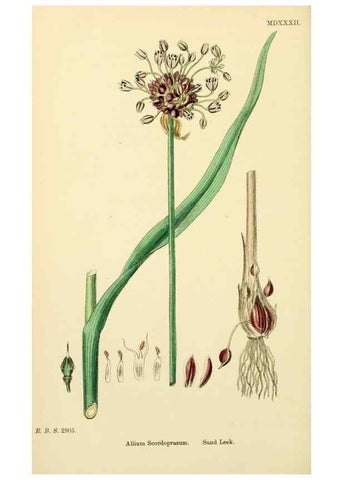 Reproducción/Reproduction 48754068362: English botany, or, Coloured figures of British plants /. London :R. Hardwicke,1863-1886.. 